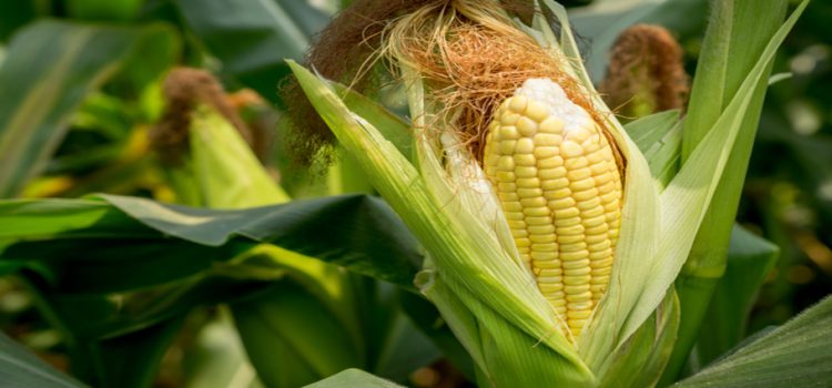 Generalizan las trillas de maíz en el estado