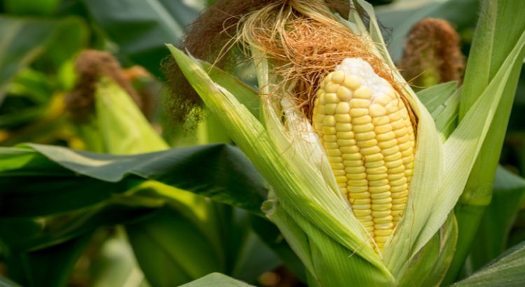 Generalizan las trillas de maíz en el estado