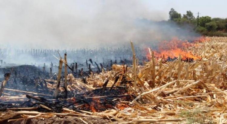 Piden a productores de Guasave evitar quemas de soca