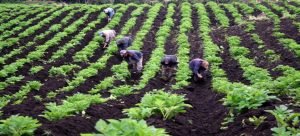 Apoyos estatales para productores en Guasave