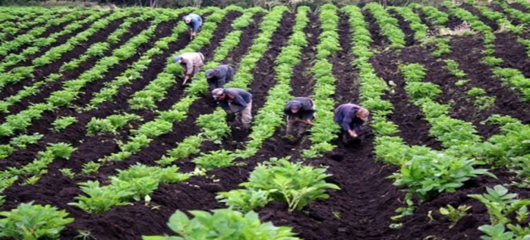 Apoyos estatales para productores en Guasave