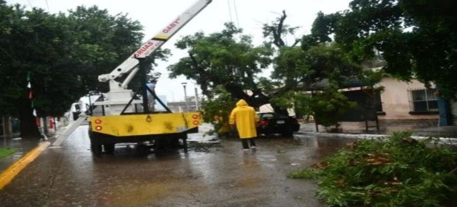 Automóvil queda aplastado por un árbol