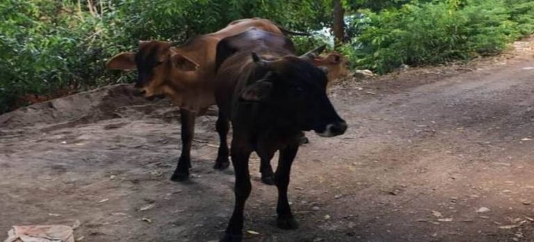 Incrementan denuncias por animales de granja