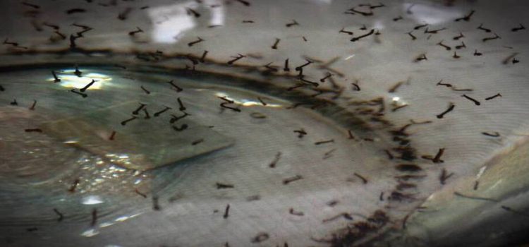 El nivel de larvas de mosquito del dengue aumentó un 7%