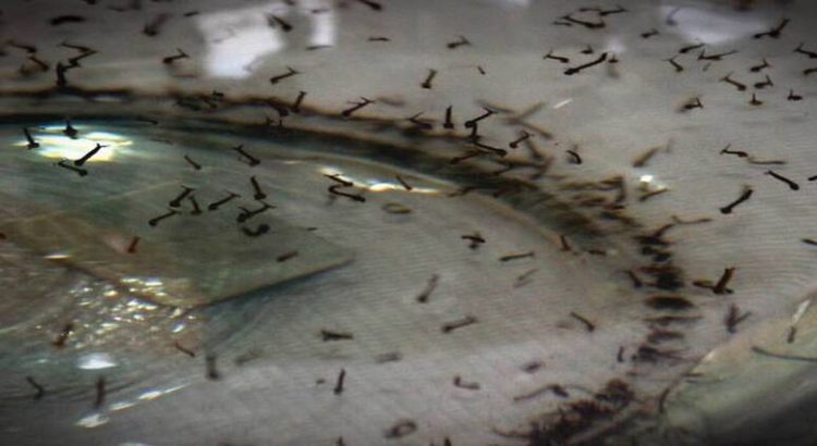 El nivel de larvas de mosquito del dengue aumentó un 7%