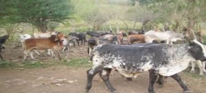 Han sido notificados 30 dueños de corrales