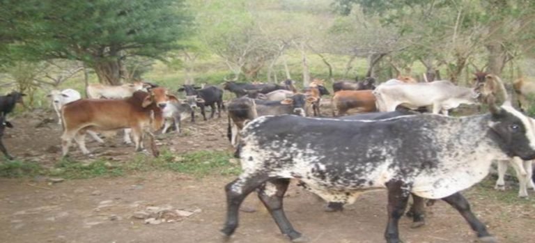 Han sido notificados 30 dueños de corrales