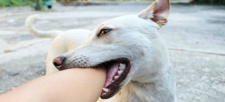 Mujer mayor es mordida por la mascota de su vecina