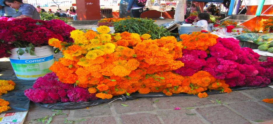 Establecen el precio oficial para la venta de flores por el Día de Muertos