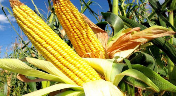 El gobernador planea incrementar la producción de maíz en el estado