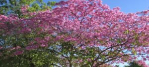 Buscan recuperar las amapas de Guasave