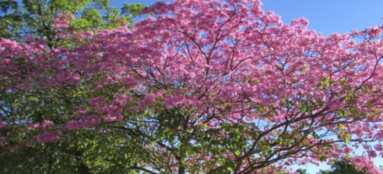 Buscan recuperar las amapas de Guasave