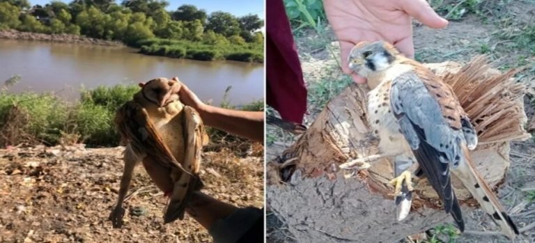 Denuncian muerte de dos especies protegidas