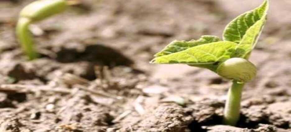 Este año habrá poca siembra de frijol en Guasave