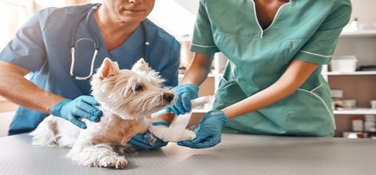Proponen iniciativa para para volver gratuitos servicios veterinarios