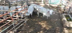 Reubican corrales por estar en zonas pobladas