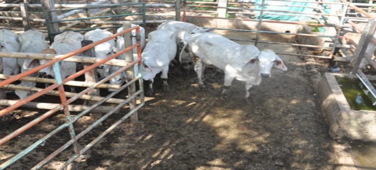 Reubican corrales por estar en zonas pobladas