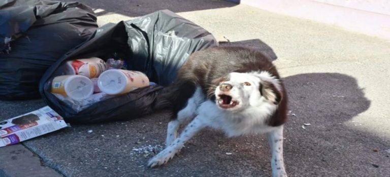 Ciudadanos acusan que perros callejeros ya son un problema