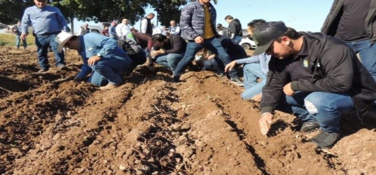 Se realizó la primera siembra de maíz de los alumnos del Tecnológico de Guasave