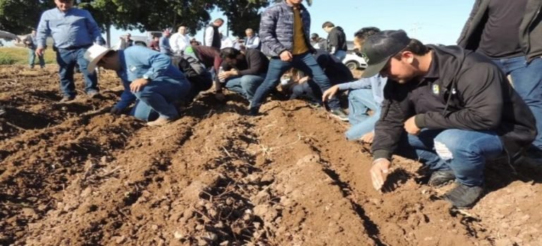 Se realizó la primera siembra de maíz de los alumnos del Tecnológico de Guasave