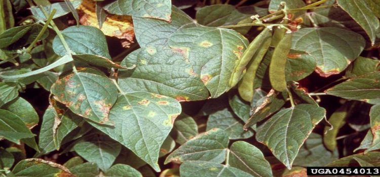 Virosis afecta cultivos de frijol en Guasave
