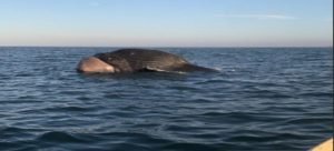 En las costas de Guasave fue encontrada una enorme ballena sin vida