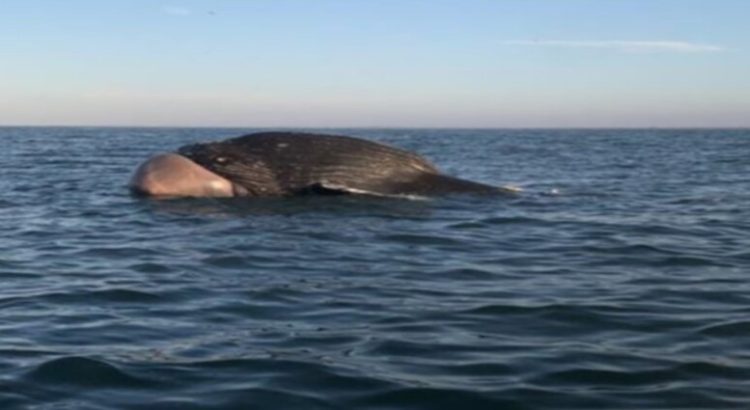 En las costas de Guasave fue encontrada una enorme ballena sin vida