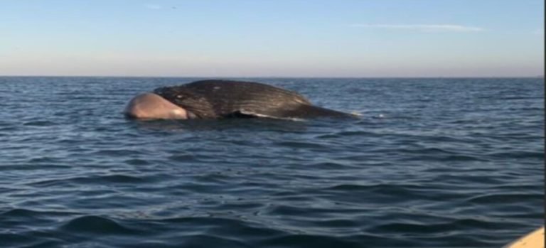 En las costas de Guasave fue encontrada una enorme ballena sin vida