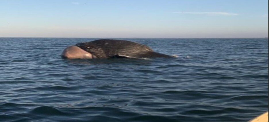En las costas de Guasave fue encontrada una enorme ballena sin vida