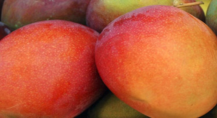 Sinaloa principal exportador mundial del mango