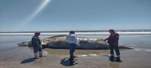 Aparece ballena muerta en la Isla de Macapule en Guasave