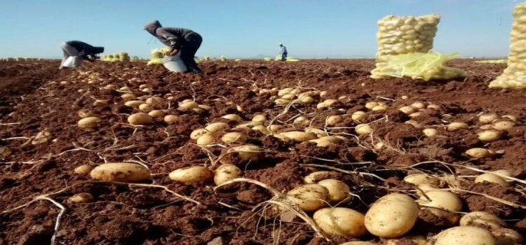 Se generalizan las cosechas de papa en el estado de Sinaloa