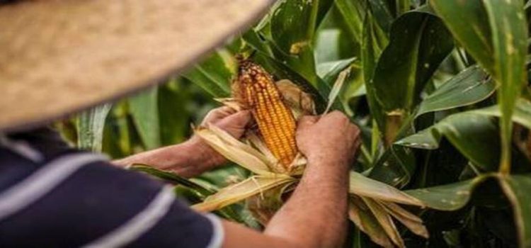 Productores aseguran emprender acciones para defender el precio del maíz y trigo