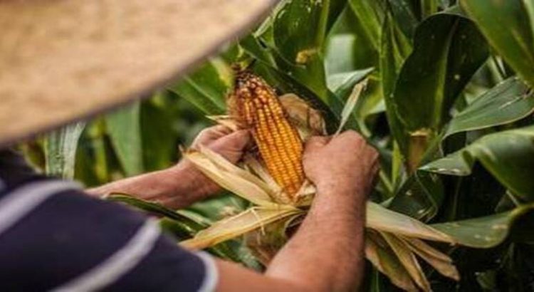 Productores aseguran emprender acciones para defender el precio del maíz y trigo