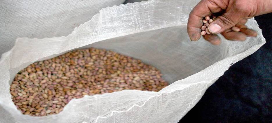 Coyotes afectan a los productores de frijol de Guasave