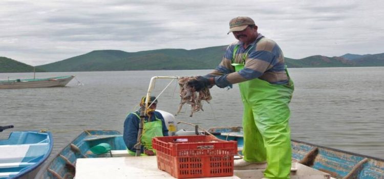 Pescadores piden que se controle la contaminación del mar por uso de agroquímicos