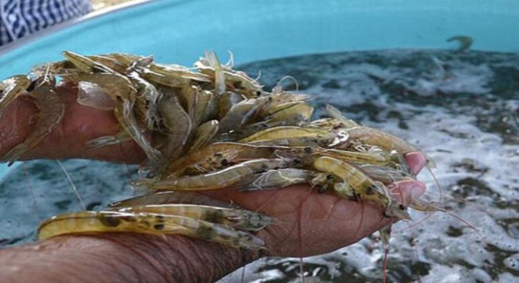 El 20% de los acuicultores dejan la actividad por el ingreso de camarón extranjero