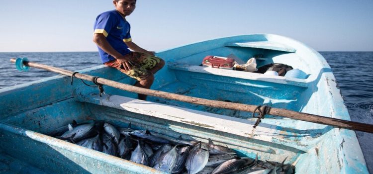 Sinaloa es la entidad que más incumple las normas de pesca
