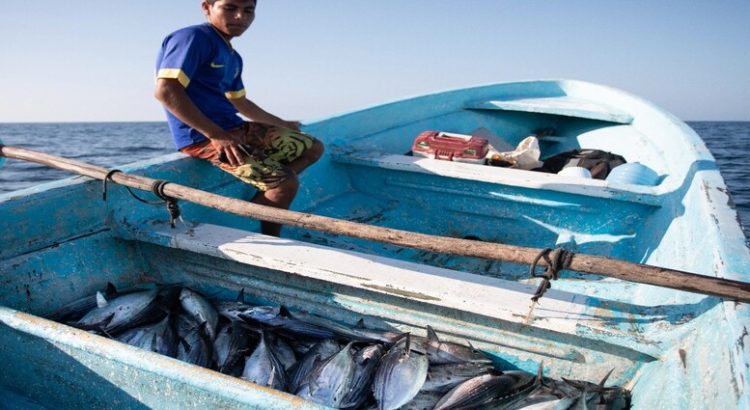 Sinaloa es la entidad que más incumple las normas de pesca