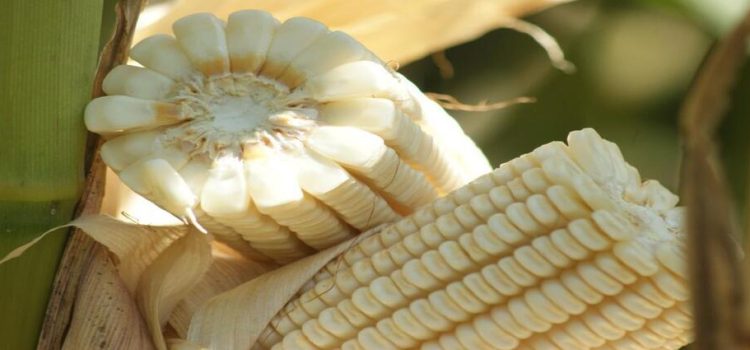 El gobierno de Sinaloa comprará 500 mil toneladas de maíz