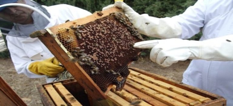 En Guasave se cuidan 4 mil colmenas