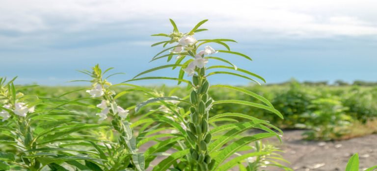 Productores agrícolas de Guasave ahora sembrarán soya y ajonjolí