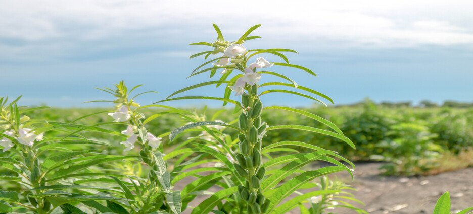 Productores agrícolas de Guasave ahora sembrarán soya y ajonjolí