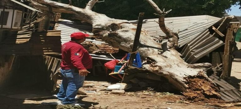 Cae enorme brazo de un álamo sobre una vivienda