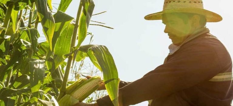 Convocan a productores de maíz de Sinaloa acudir por certificados para compra de cosechas