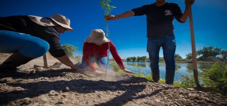 Realizan jornada de transplante de álamos pequeños del río Sinaloa