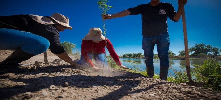 Realizan jornada de transplante de álamos pequeños del río Sinaloa
