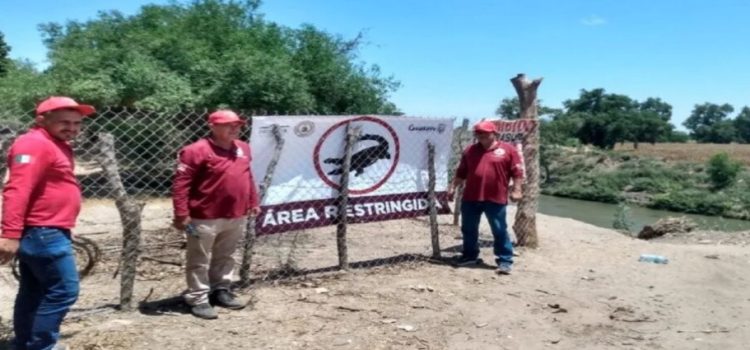 Aplican medidas preventivas en río Sinaloa por presencia de Cocodrilo