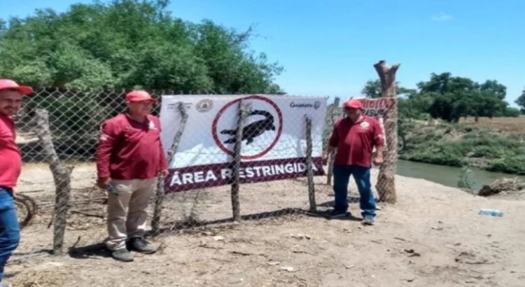 Aplican medidas preventivas en río Sinaloa por presencia de Cocodrilo