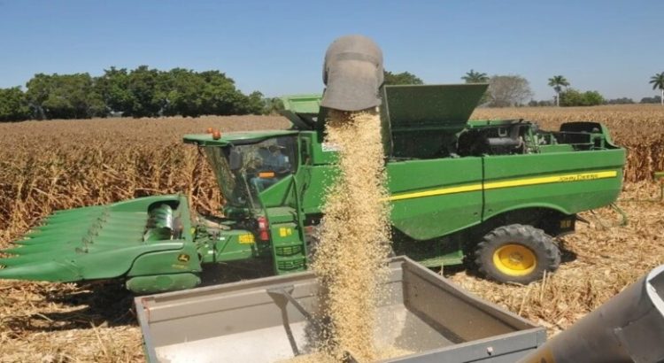 Incertidumbre en la venta del maíz afectaría ingresos del impuesto predial rústico